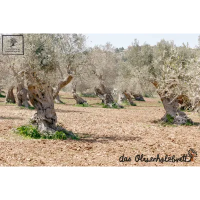 Messer mit Olivenholzgriff | Scharfe Klinge | Handgefertigt & naturbelassen