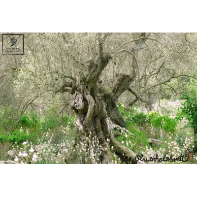 Kochlöffelhalter aus Olivenholz im Naturschnitt – rustikal & naturbelassen