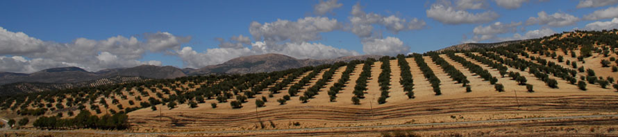 Olive trees around the mediteranean sea